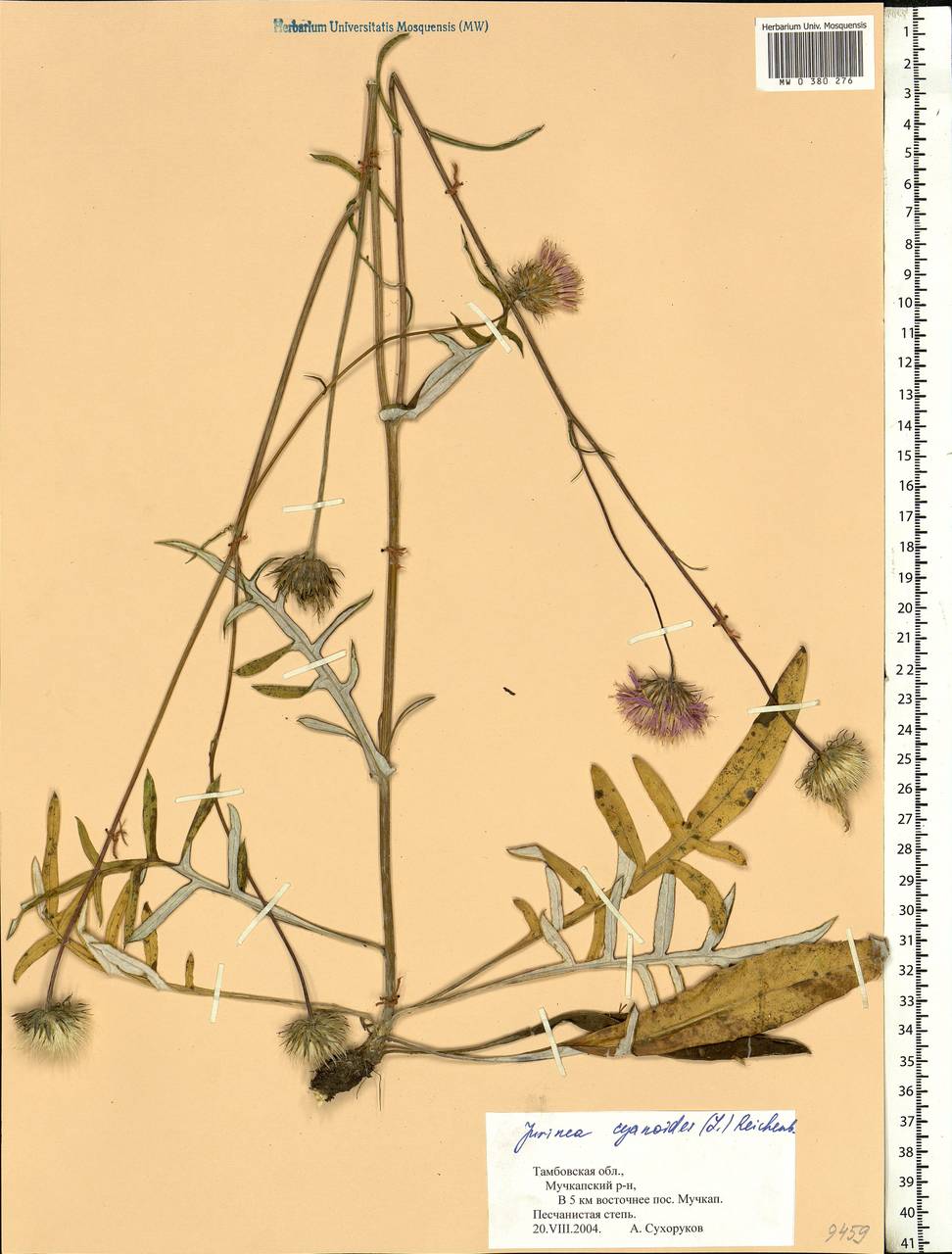 Jurinea cyanoides (L.) Rchb., Eastern Europe, Central forest-and-steppe region (E6) (Russia)