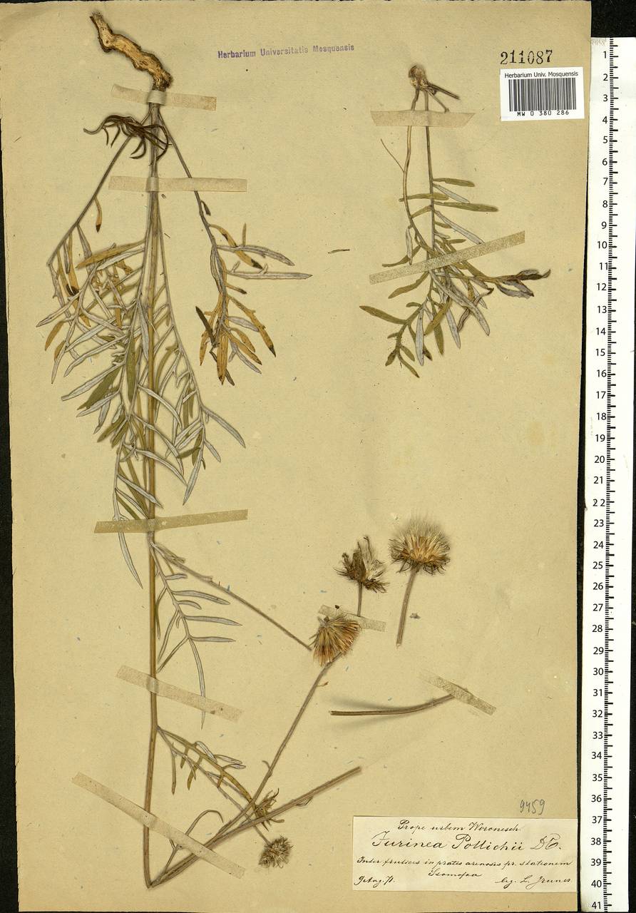 Jurinea cyanoides (L.) Rchb., Eastern Europe, Central forest-and-steppe region (E6) (Russia)