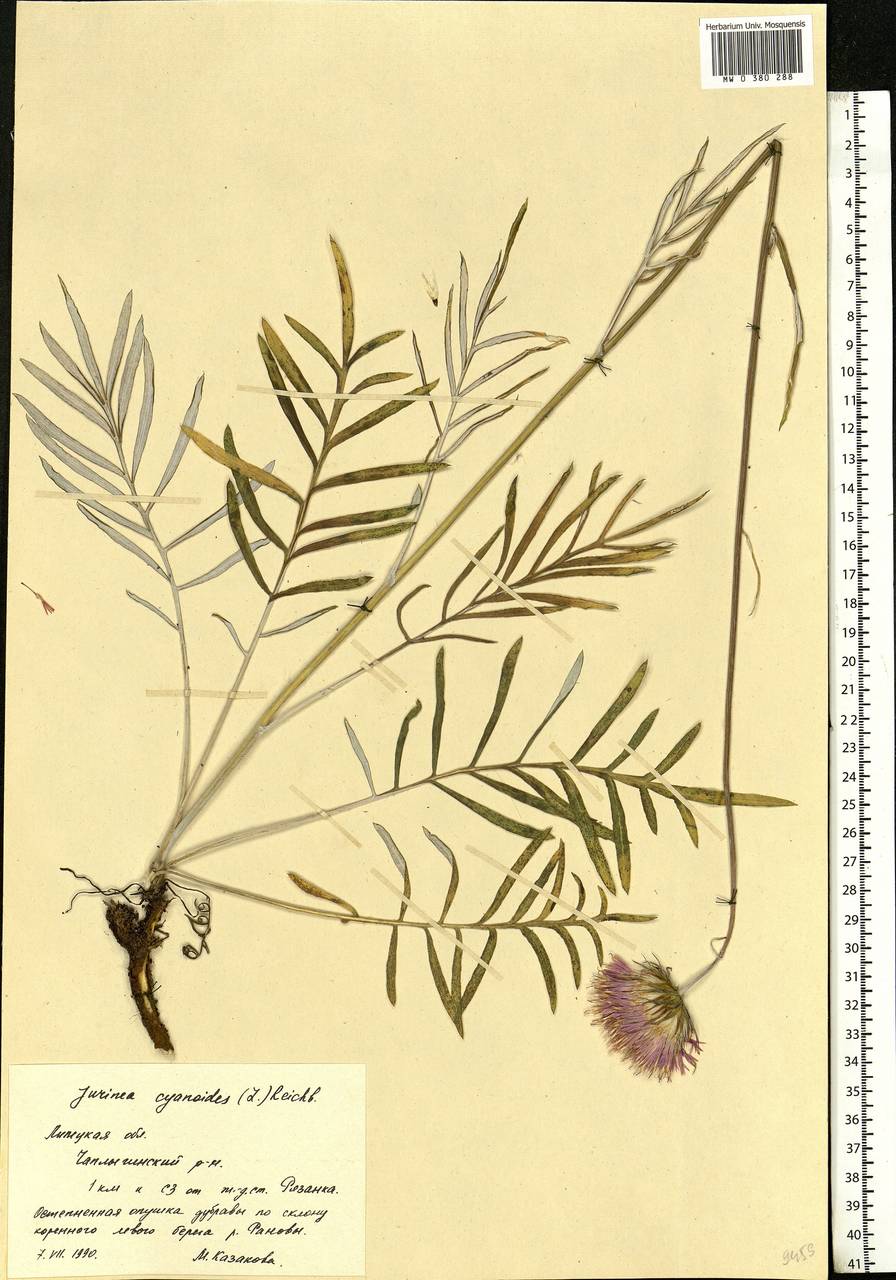 Jurinea cyanoides (L.) Rchb., Eastern Europe, Central forest-and-steppe region (E6) (Russia)