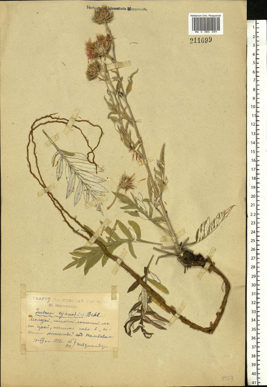 Jurinea cyanoides (L.) Rchb., Eastern Europe, Central forest-and-steppe region (E6) (Russia)