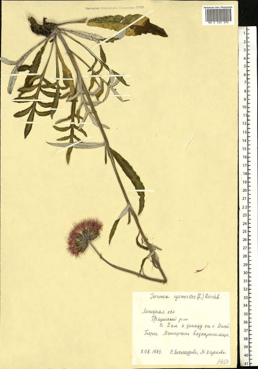 Jurinea cyanoides (L.) Rchb., Eastern Europe, Central forest-and-steppe region (E6) (Russia)