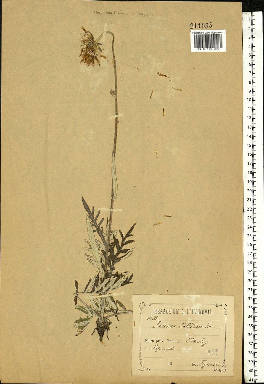 Jurinea cyanoides (L.) Rchb., Eastern Europe, Central forest-and-steppe region (E6) (Russia)