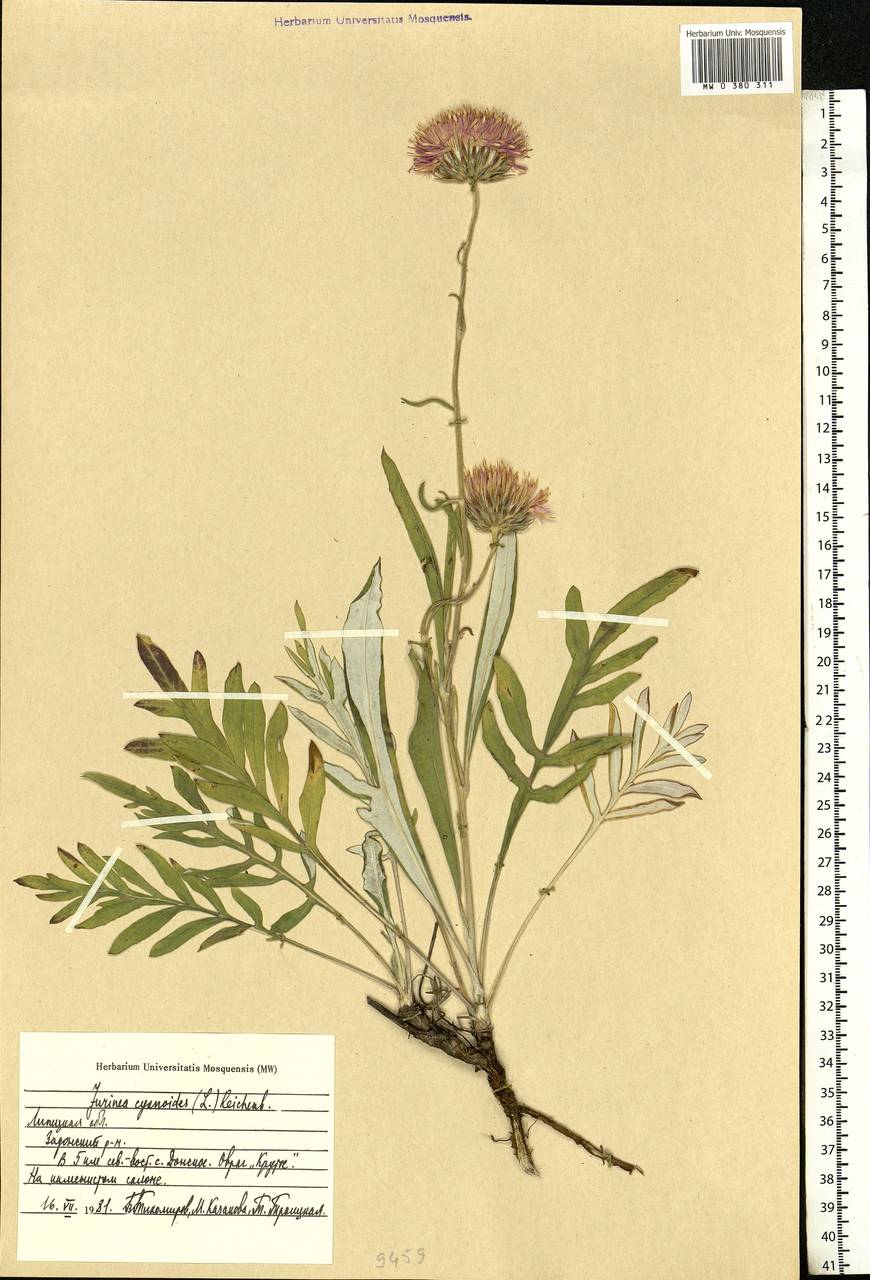 Jurinea cyanoides (L.) Rchb., Eastern Europe, Central forest-and-steppe region (E6) (Russia)