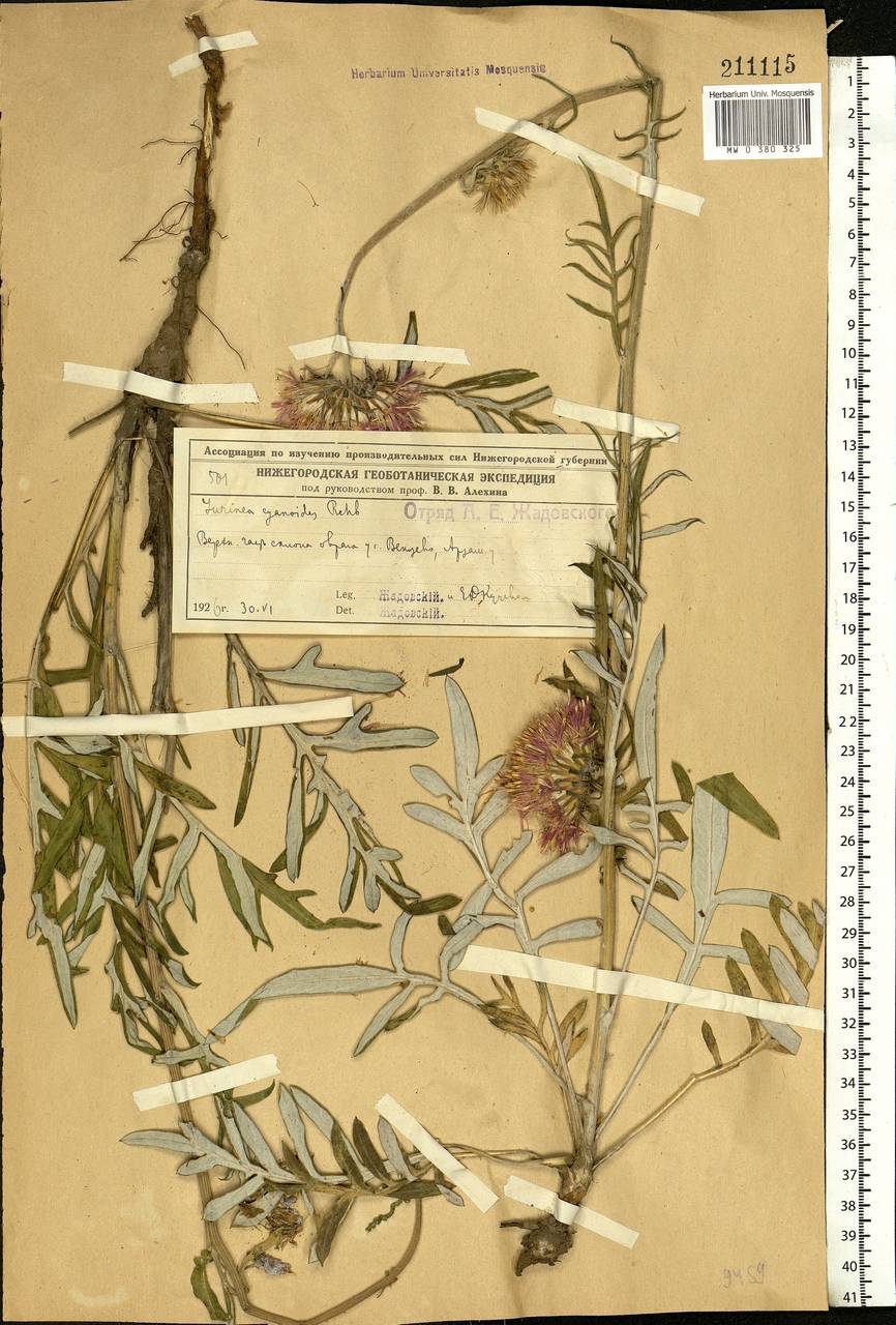 Jurinea cyanoides (L.) Rchb., Eastern Europe, Volga-Kama region (E7) (Russia)