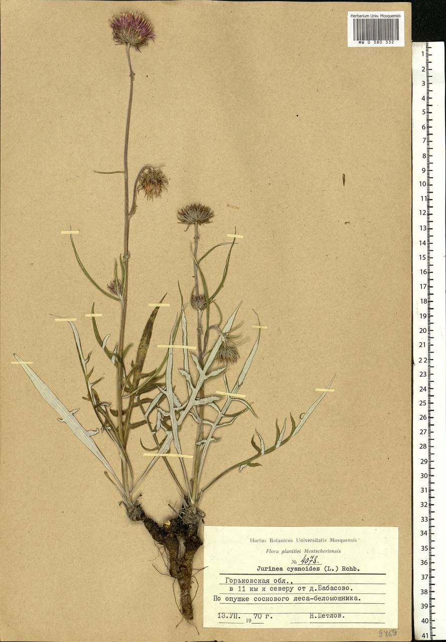 Jurinea cyanoides (L.) Rchb., Eastern Europe, Volga-Kama region (E7) (Russia)