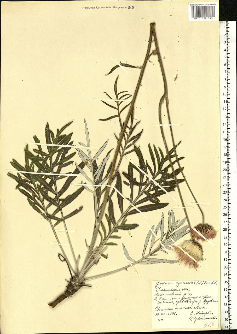 Jurinea cyanoides (L.) Rchb., Eastern Europe, Middle Volga region (E8) (Russia)