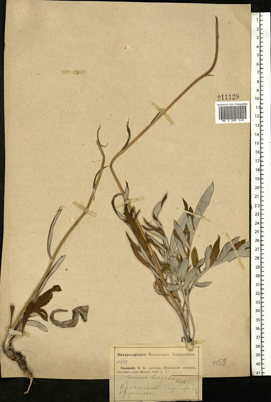 Jurinea cyanoides (L.) Rchb., Eastern Europe, Middle Volga region (E8) (Russia)