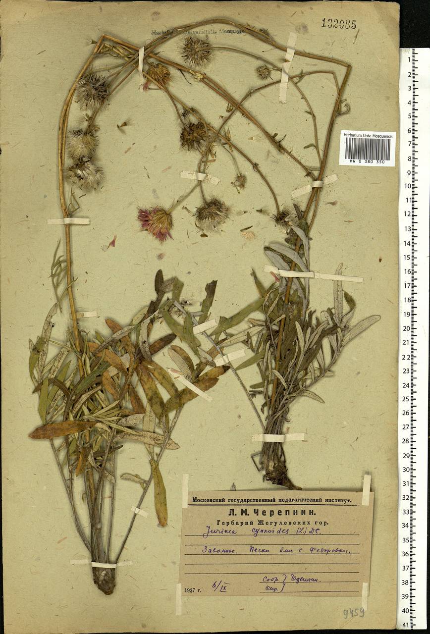 Jurinea cyanoides (L.) Rchb., Eastern Europe, Middle Volga region (E8) (Russia)