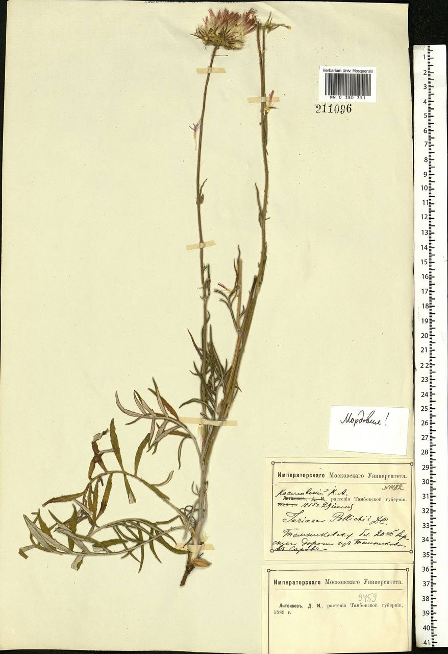 Jurinea cyanoides (L.) Rchb., Eastern Europe, Middle Volga region (E8) (Russia)