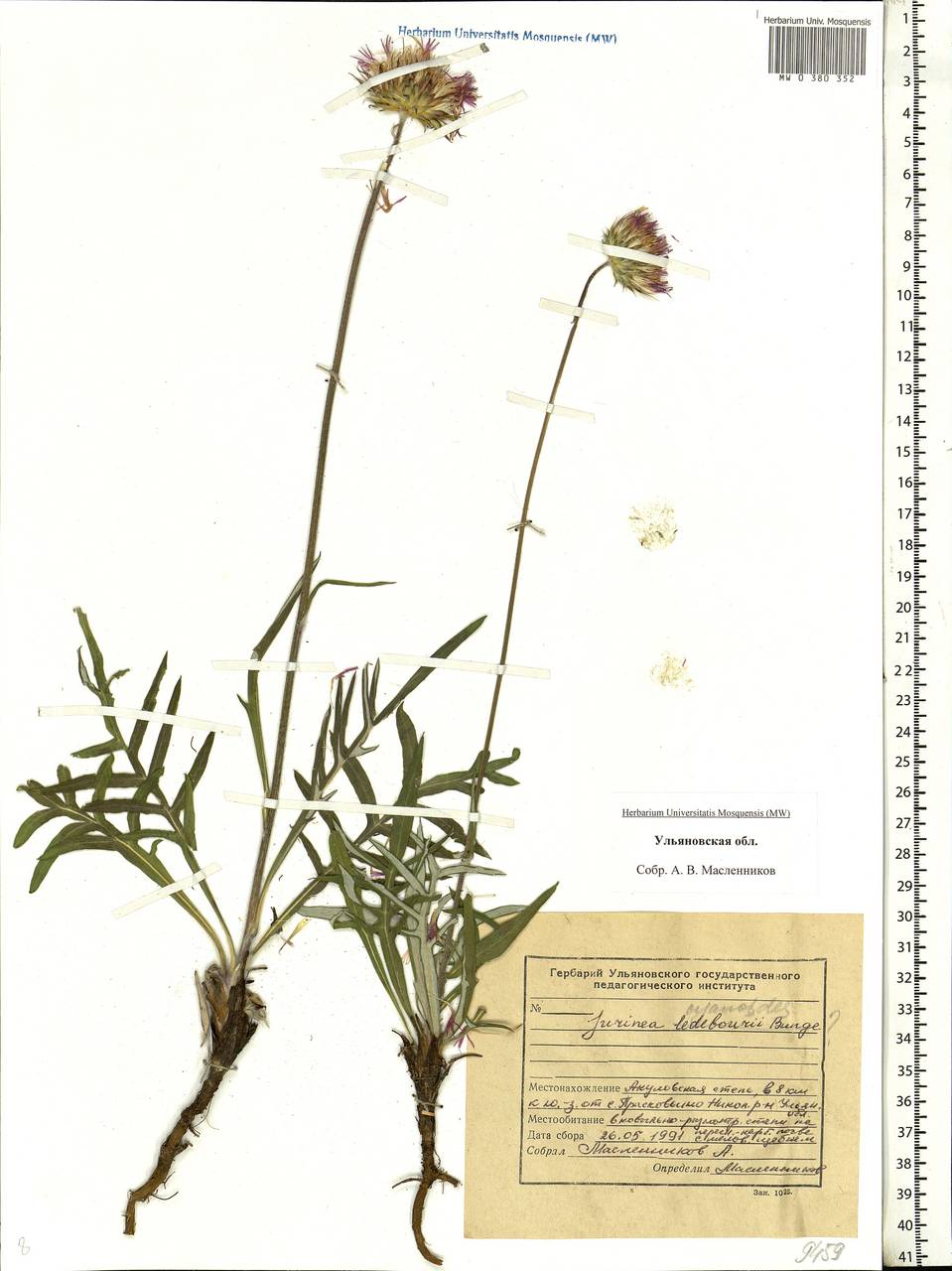 Jurinea cyanoides (L.) Rchb., Eastern Europe, Middle Volga region (E8) (Russia)