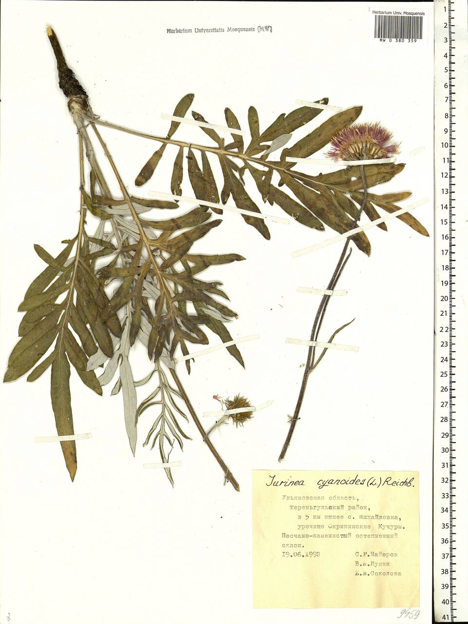 Jurinea cyanoides (L.) Rchb., Eastern Europe, Middle Volga region (E8) (Russia)