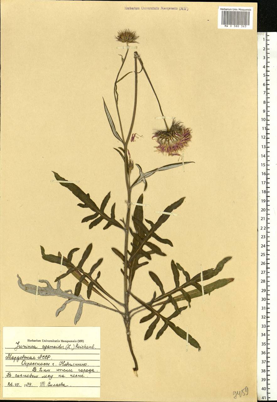 Jurinea cyanoides (L.) Rchb., Eastern Europe, Middle Volga region (E8) (Russia)