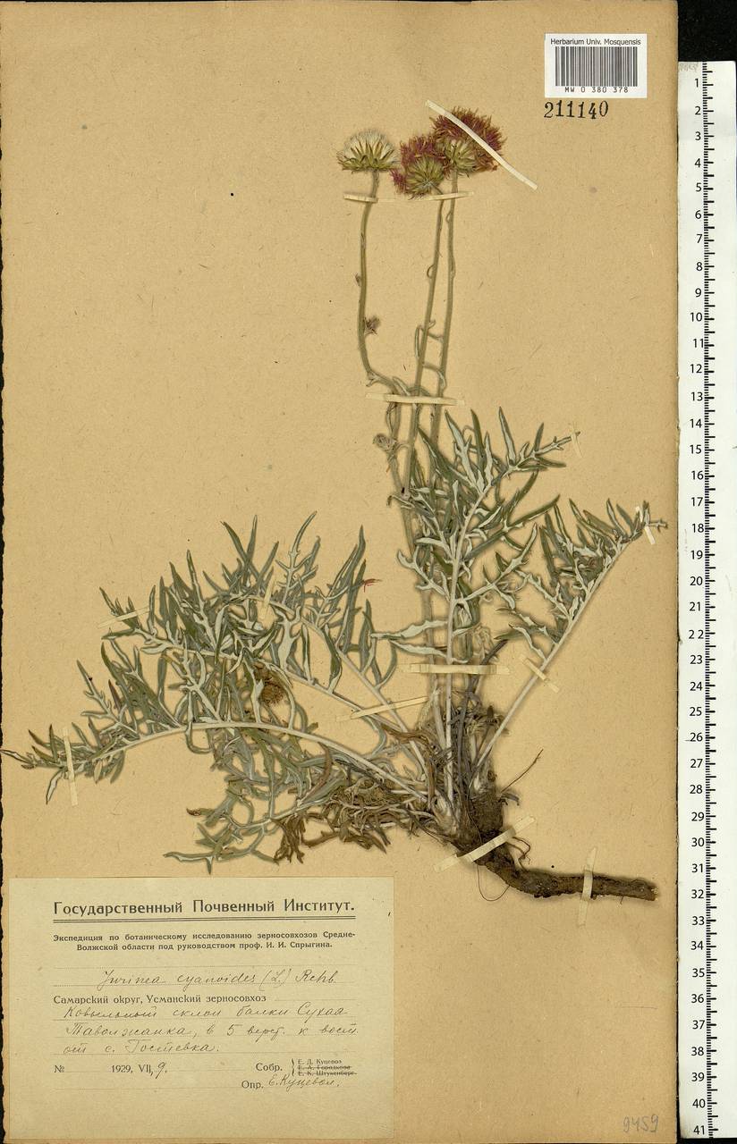 Jurinea cyanoides (L.) Rchb., Eastern Europe, Middle Volga region (E8) (Russia)