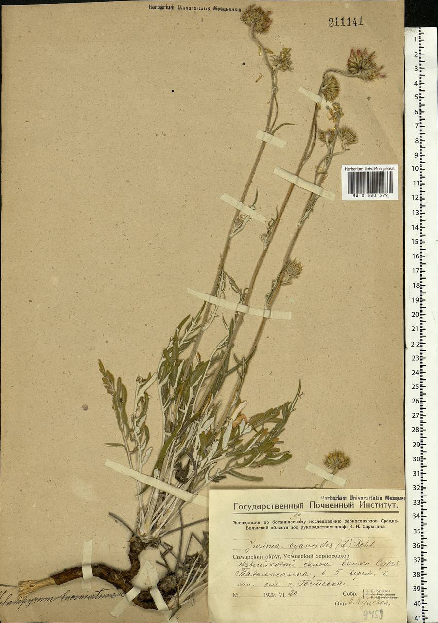 Jurinea cyanoides (L.) Rchb., Eastern Europe, Middle Volga region (E8) (Russia)