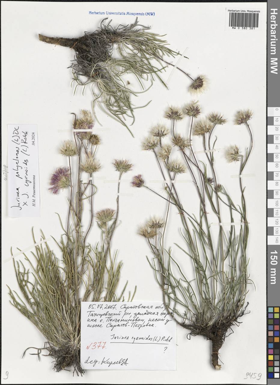 Jurinea cyanoides (L.) Rchb., Eastern Europe, Lower Volga region (E9) (Russia)