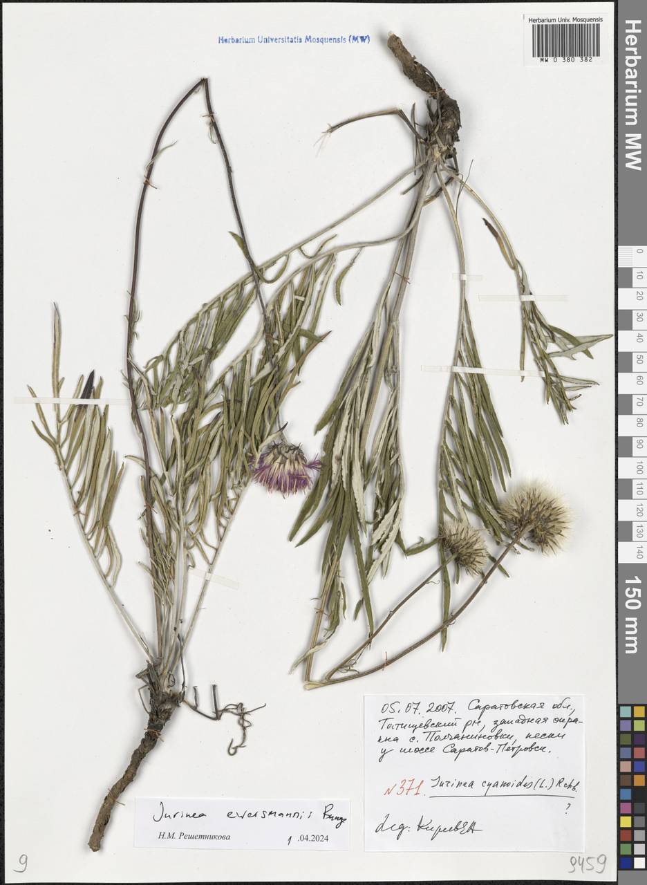 Jurinea cyanoides (L.) Rchb., Eastern Europe, Lower Volga region (E9) (Russia)