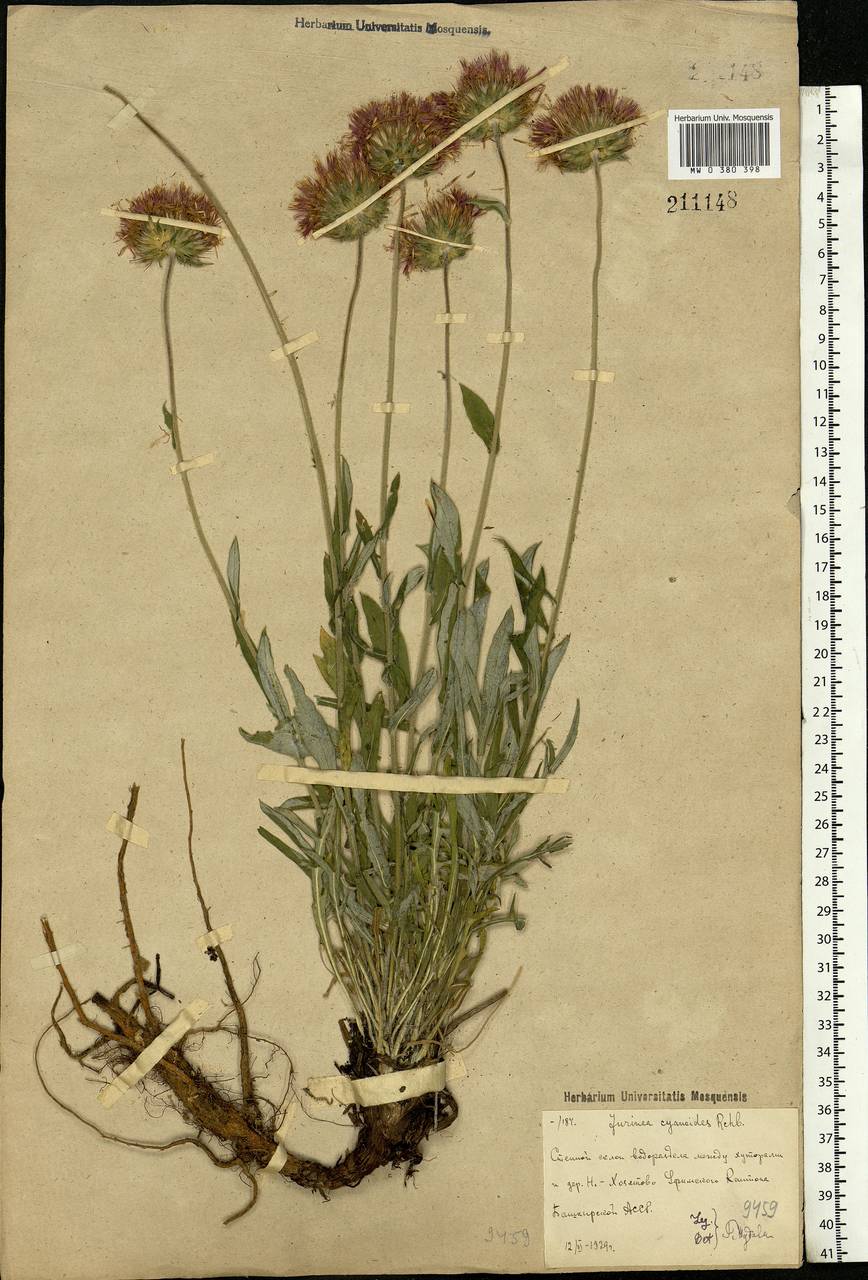 Jurinea cyanoides (L.) Rchb., Eastern Europe, Eastern region (E10) (Russia)