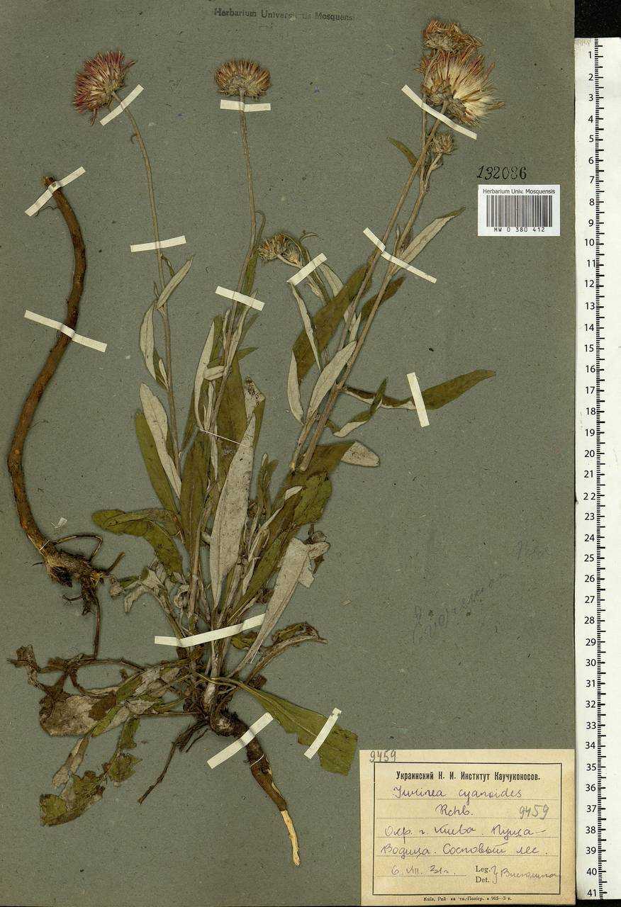 Jurinea cyanoides (L.) Rchb., Eastern Europe, North Ukrainian region (E11) (Ukraine)