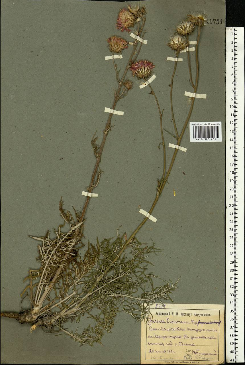 Jurinea ewersmanii Bunge, Eastern Europe, South Ukrainian region (E12) (Ukraine)