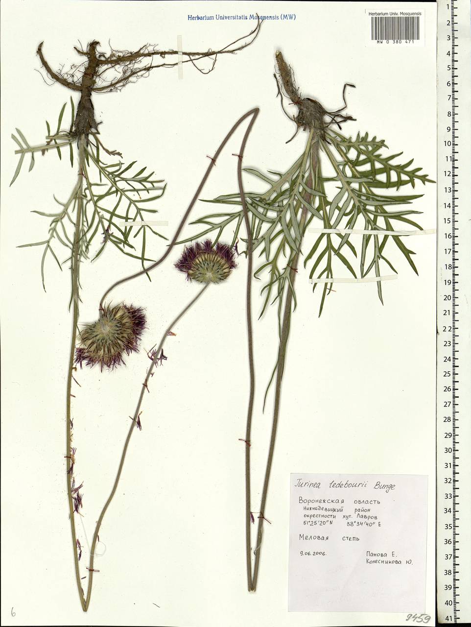 Jurinea ledebourii Bunge, Eastern Europe, Central forest-and-steppe region (E6) (Russia)