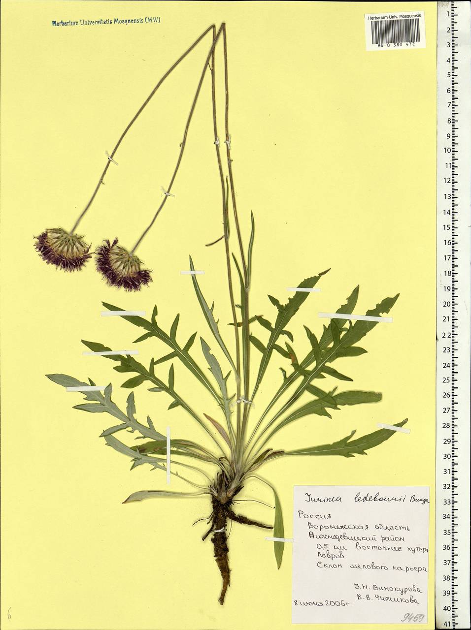 Jurinea ledebourii Bunge, Eastern Europe, Central forest-and-steppe region (E6) (Russia)