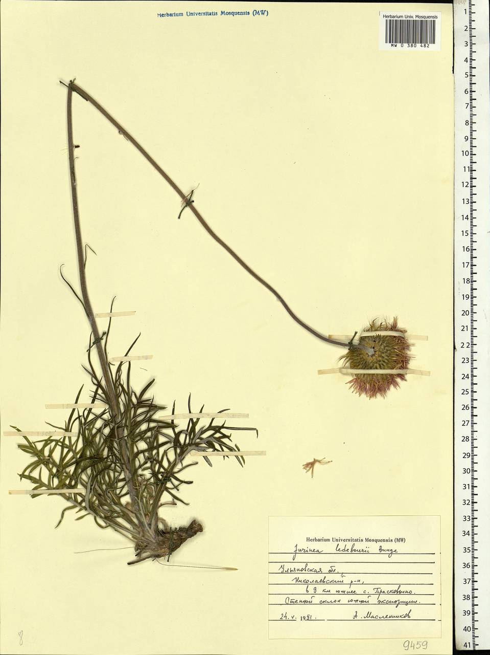 Jurinea ledebourii Bunge, Eastern Europe, Middle Volga region (E8) (Russia)
