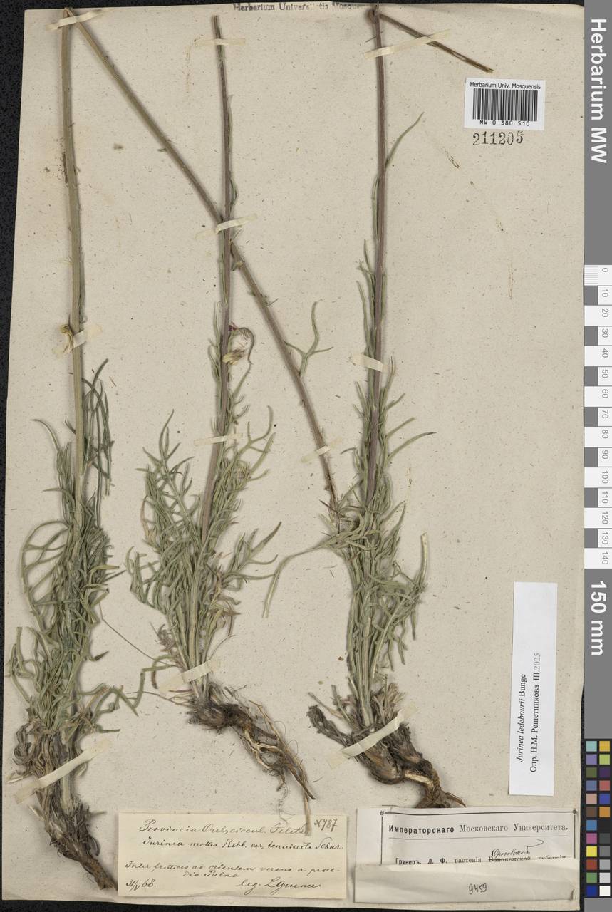 Jurinea ledebourii Bunge, Eastern Europe, Central forest-and-steppe region (E6) (Russia)