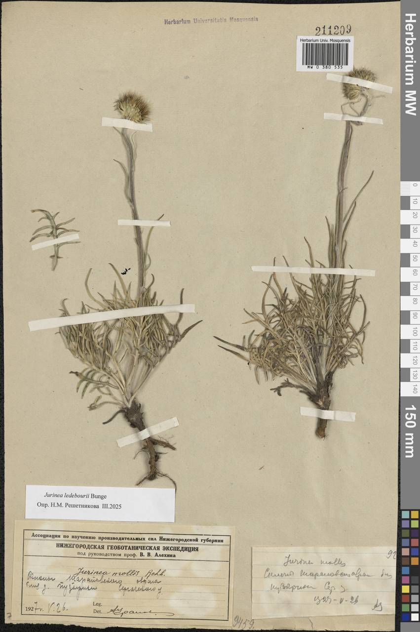 Jurinea ledebourii Bunge, Eastern Europe, Volga-Kama region (E7) (Russia)