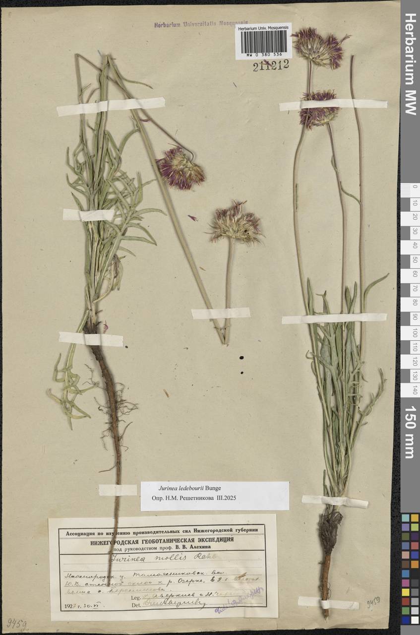 Jurinea ledebourii Bunge, Eastern Europe, Volga-Kama region (E7) (Russia)