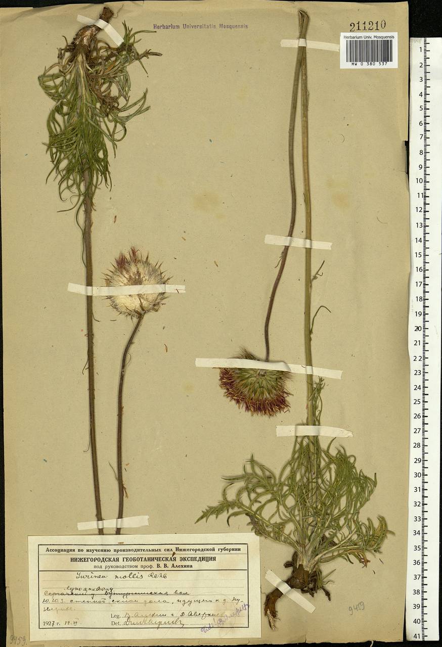 Jurinea mollis (L.) Rchb., Eastern Europe, Volga-Kama region (E7) (Russia)