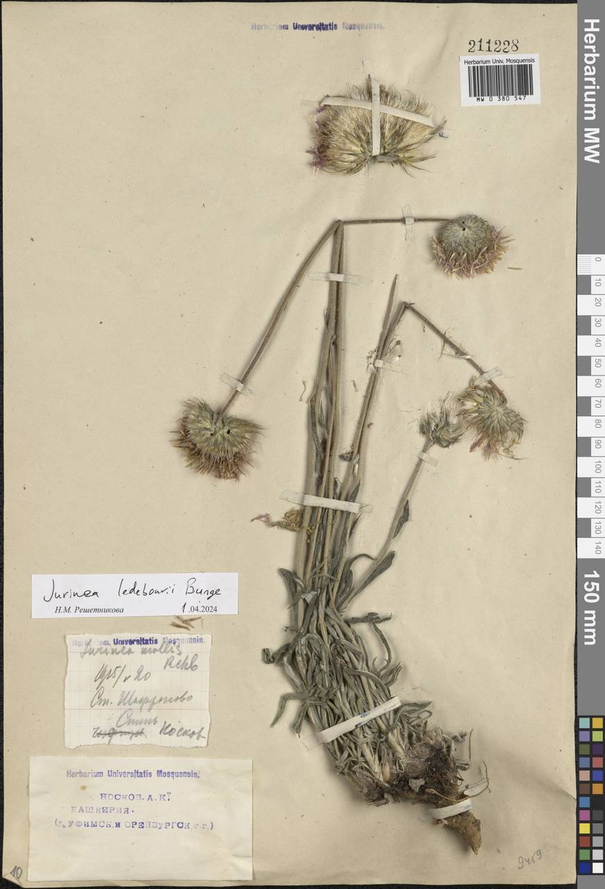 Jurinea mollis (L.) Rchb., Eastern Europe, Eastern region (E10) (Russia)