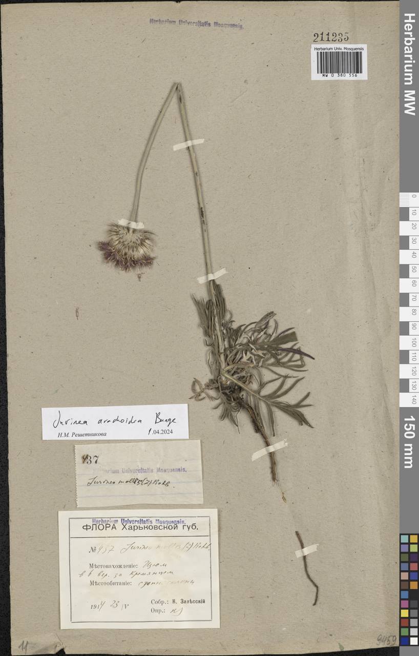 Jurinea mollis (L.) Rchb., Eastern Europe, North Ukrainian region (E11) (Ukraine)