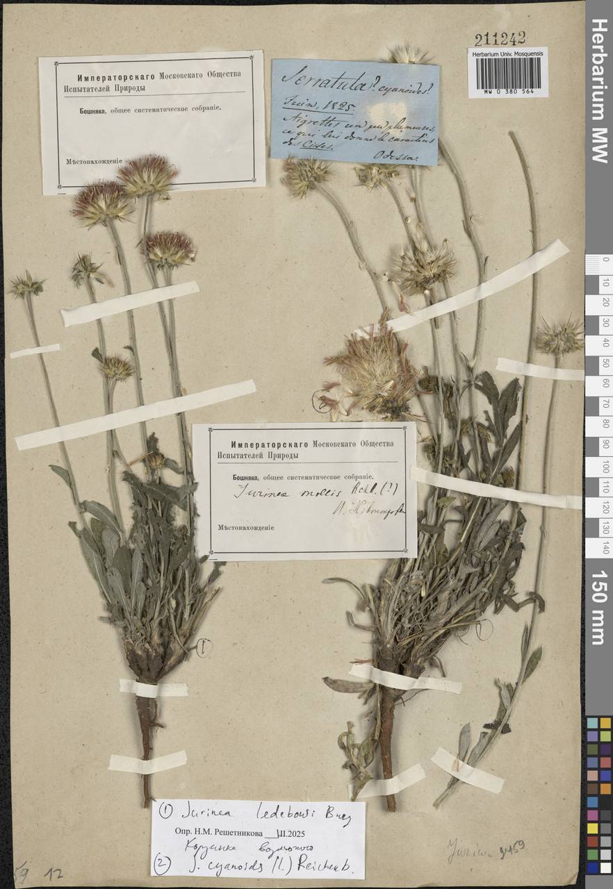 Jurinea ledebourii Bunge, Eastern Europe, South Ukrainian region (E12) (Ukraine)