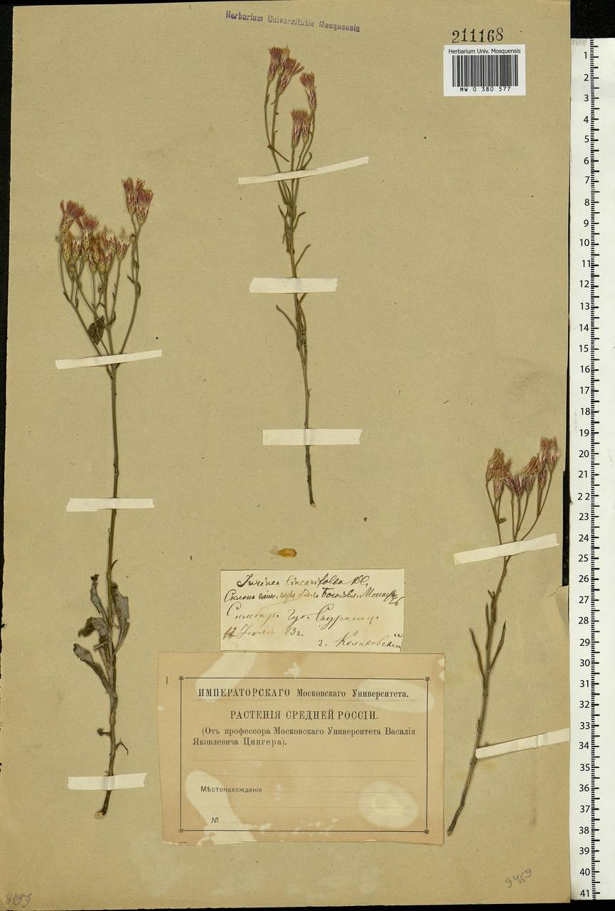 Jurinea multiflora (L.) B. Fedtsch., Eastern Europe, Middle Volga region (E8) (Russia)