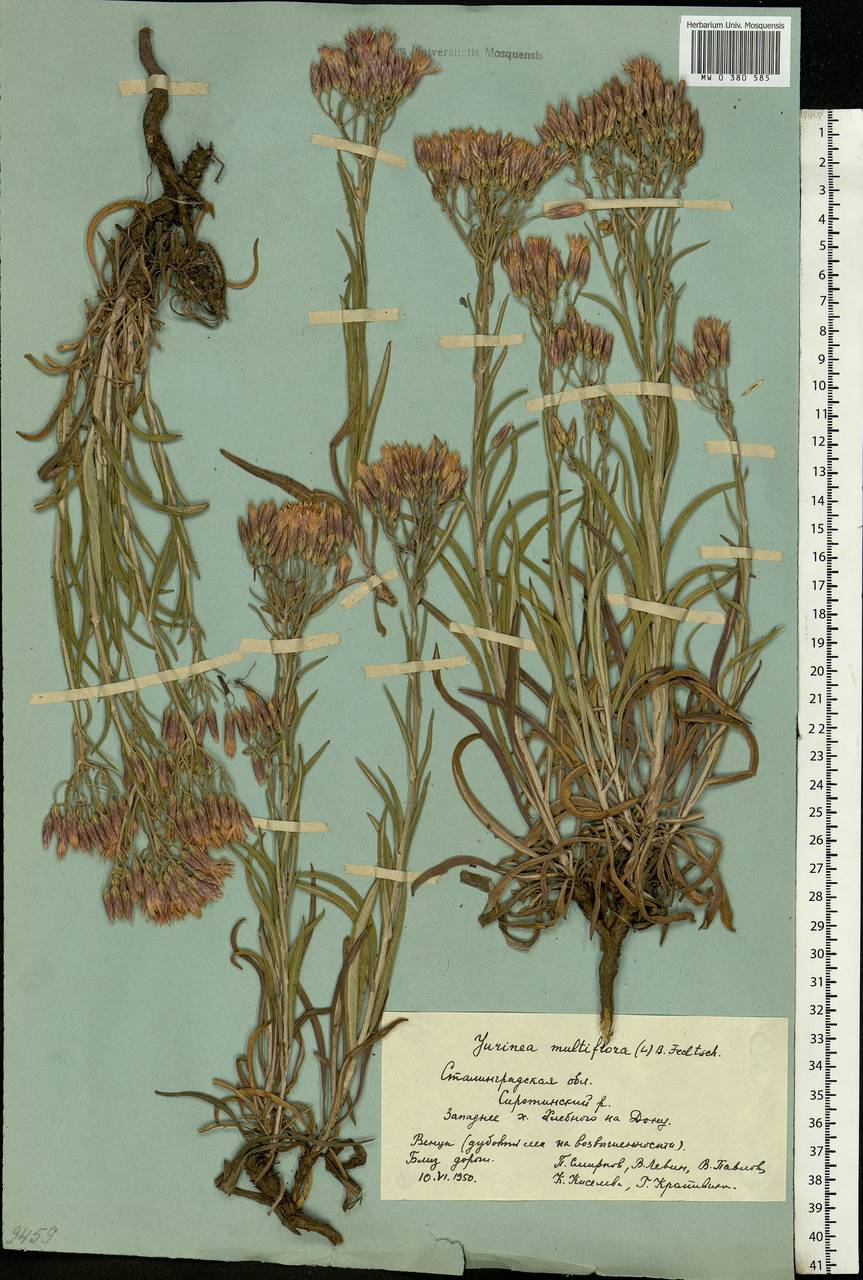 Jurinea multiflora (L.) B. Fedtsch., Eastern Europe, Lower Volga region (E9) (Russia)