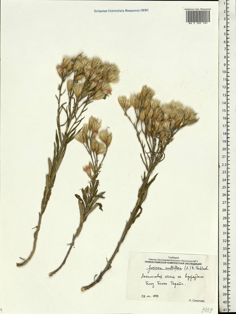 Jurinea multiflora (L.) B. Fedtsch., Eastern Europe, Lower Volga region (E9) (Russia)