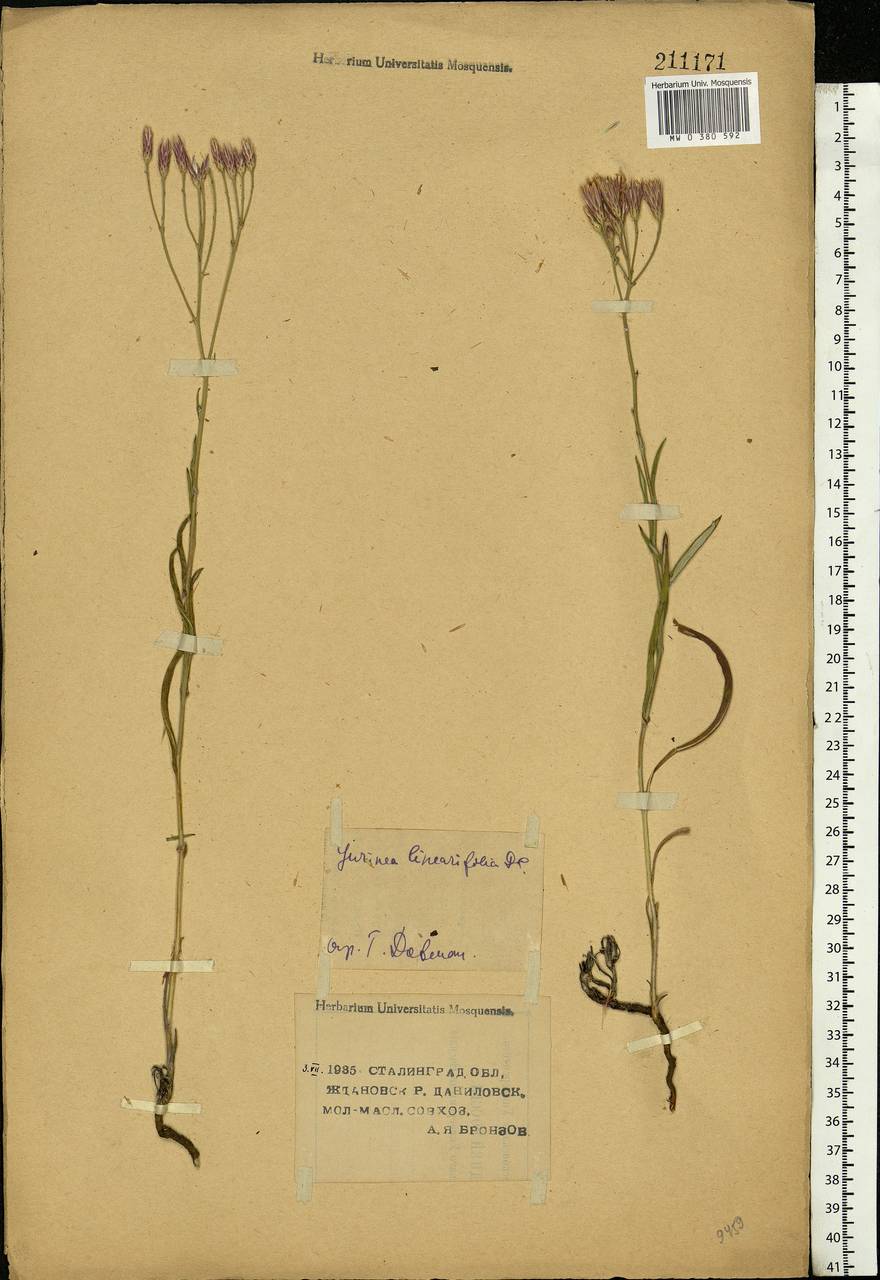 Jurinea multiflora (L.) B. Fedtsch., Eastern Europe, Lower Volga region (E9) (Russia)