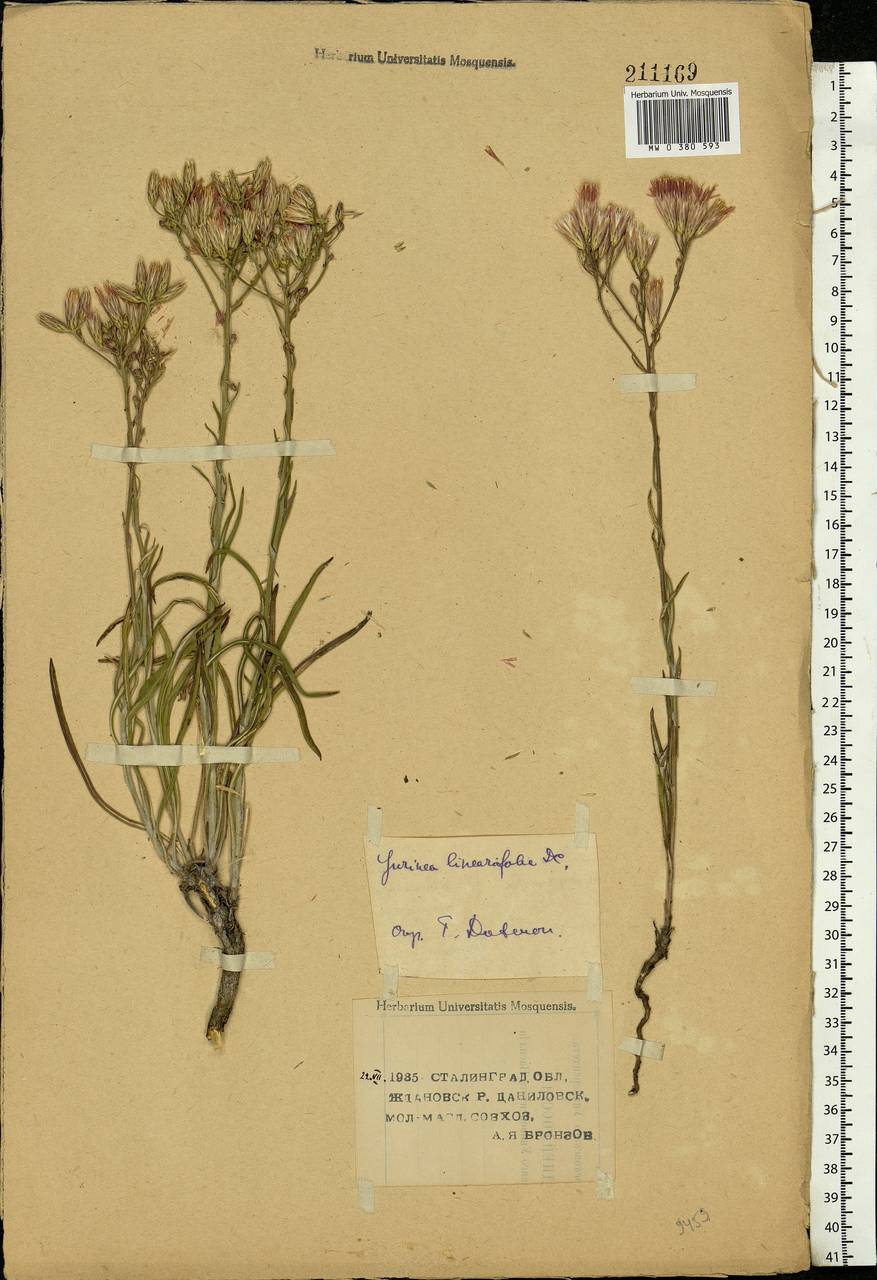 Jurinea multiflora (L.) B. Fedtsch., Eastern Europe, Lower Volga region (E9) (Russia)
