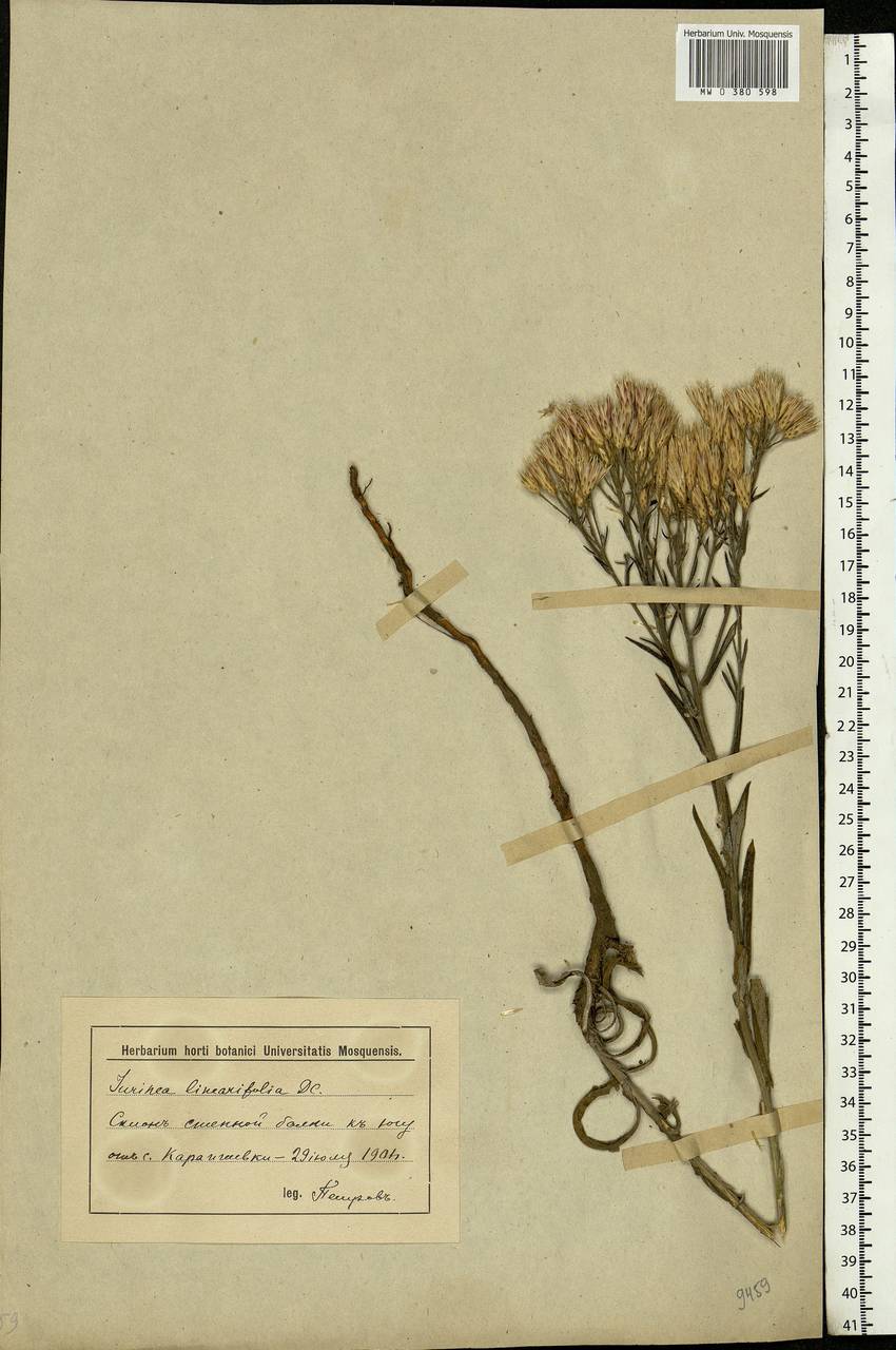 Jurinea multiflora (L.) B. Fedtsch., Eastern Europe, Lower Volga region (E9) (Russia)