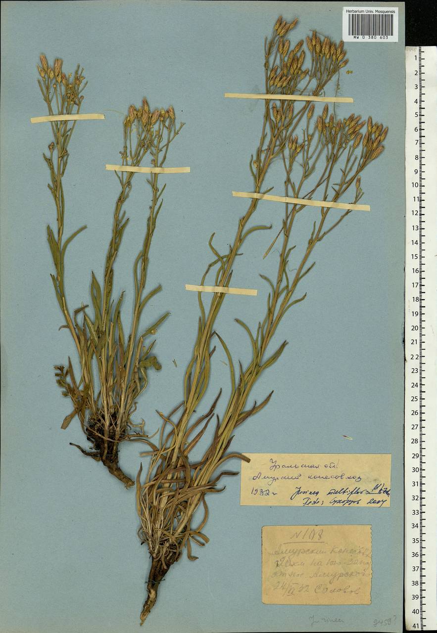 Jurinea multiflora (L.) B. Fedtsch., Eastern Europe, Eastern region (E10) (Russia)
