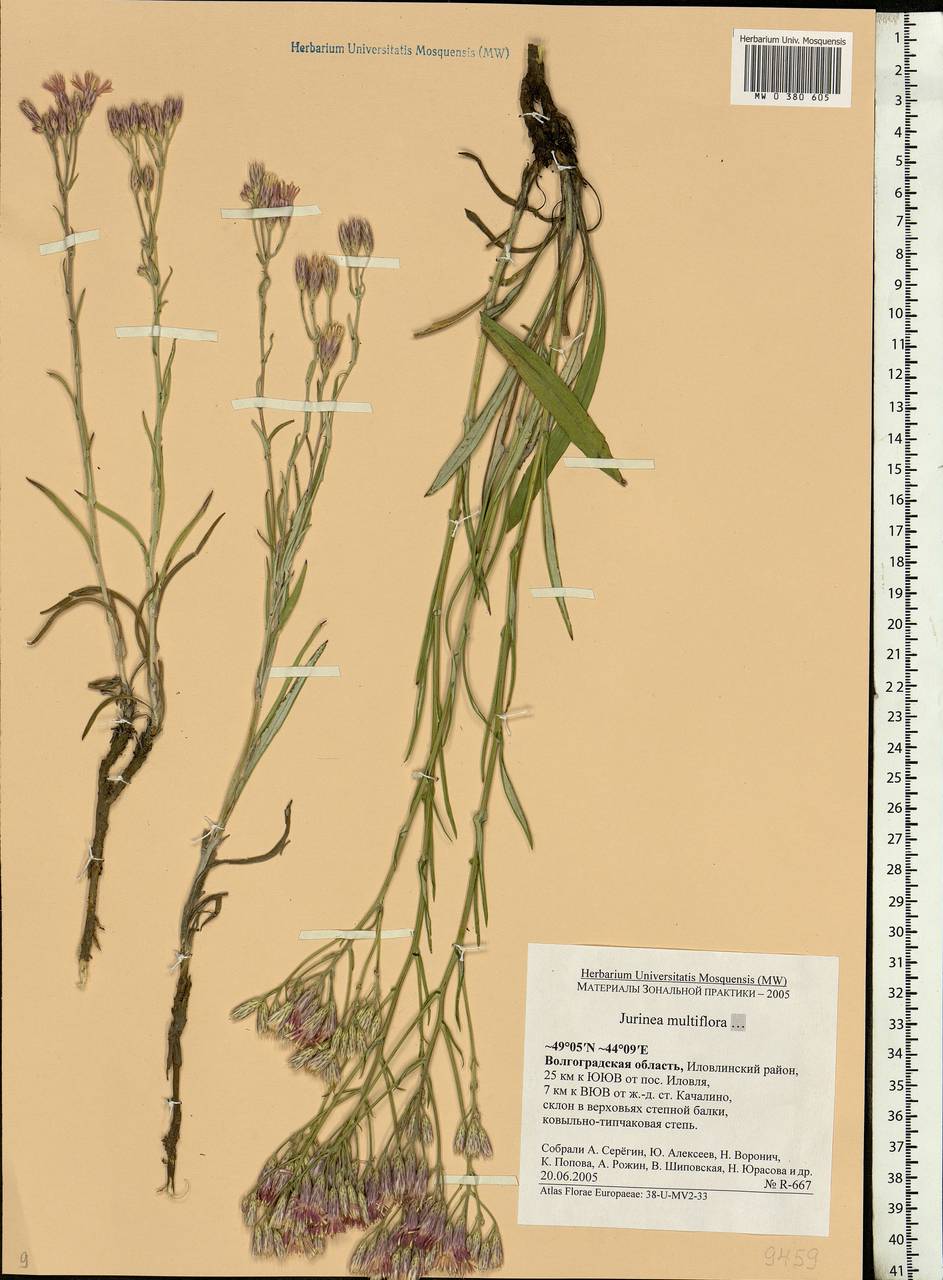 Jurinea multiflora (L.) B. Fedtsch., Eastern Europe, Lower Volga region (E9) (Russia)