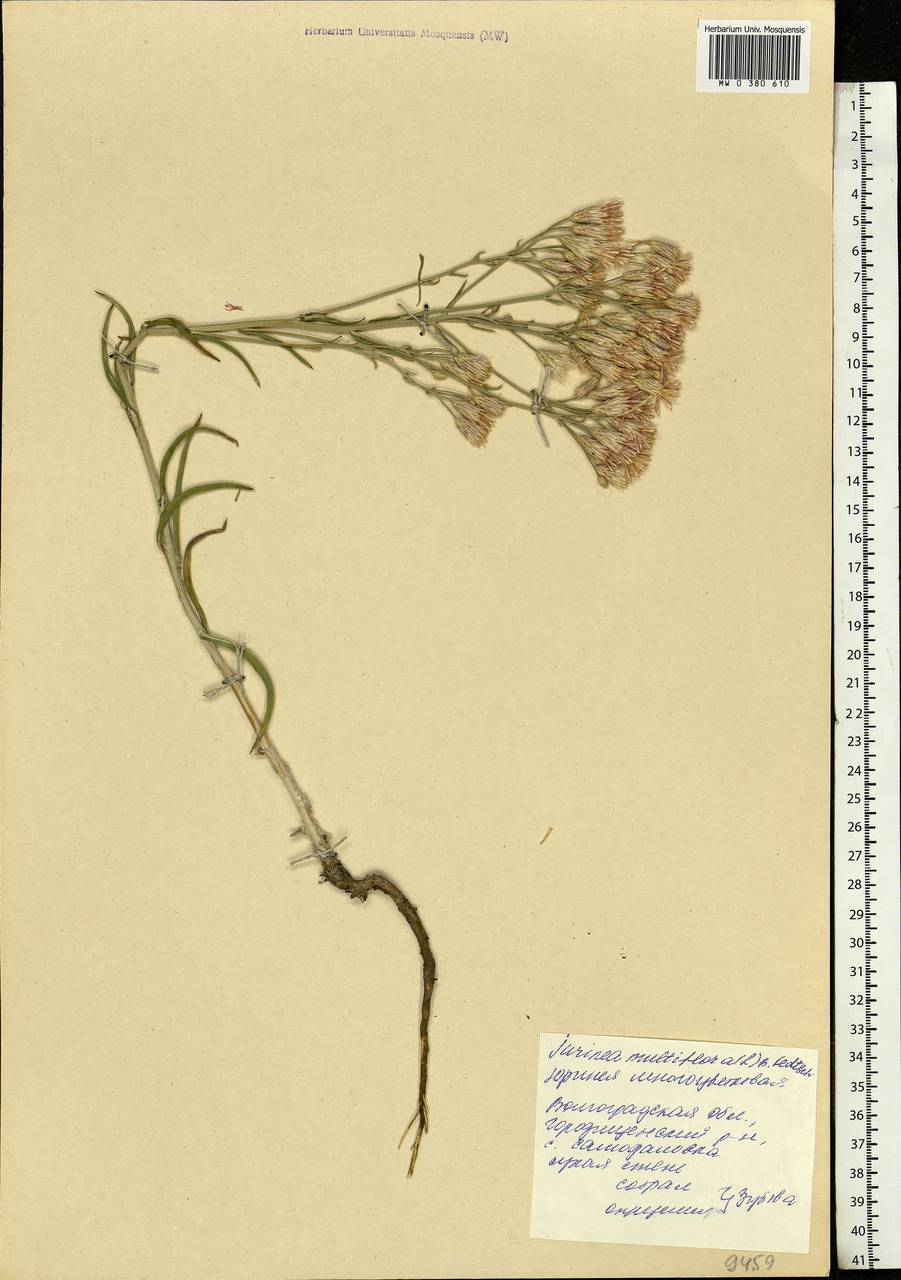 Jurinea multiflora (L.) B. Fedtsch., Eastern Europe, Lower Volga region (E9) (Russia)