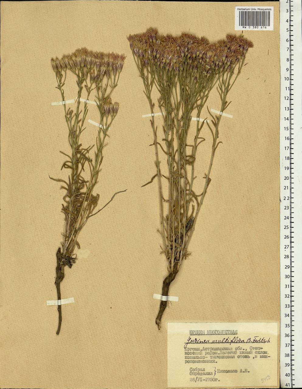 Jurinea multiflora (L.) B. Fedtsch., Eastern Europe, Lower Volga region (E9) (Russia)