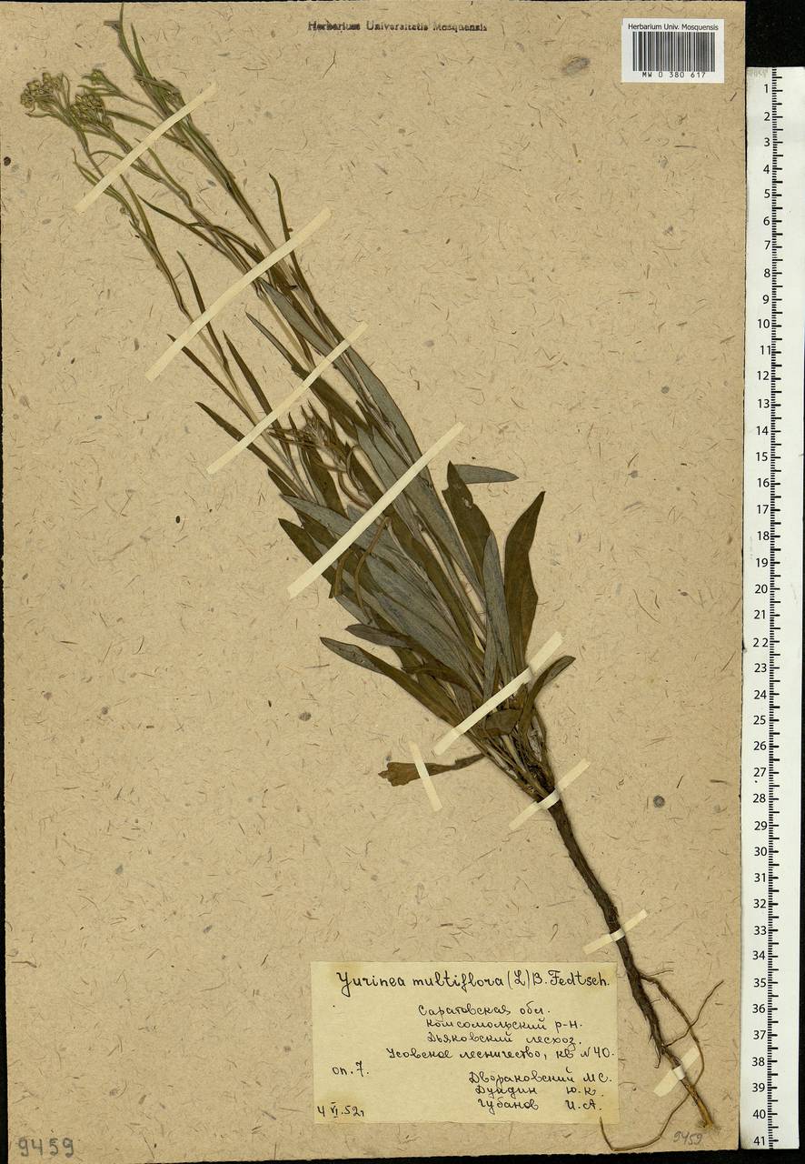 Jurinea multiflora (L.) B. Fedtsch., Eastern Europe, Lower Volga region (E9) (Russia)