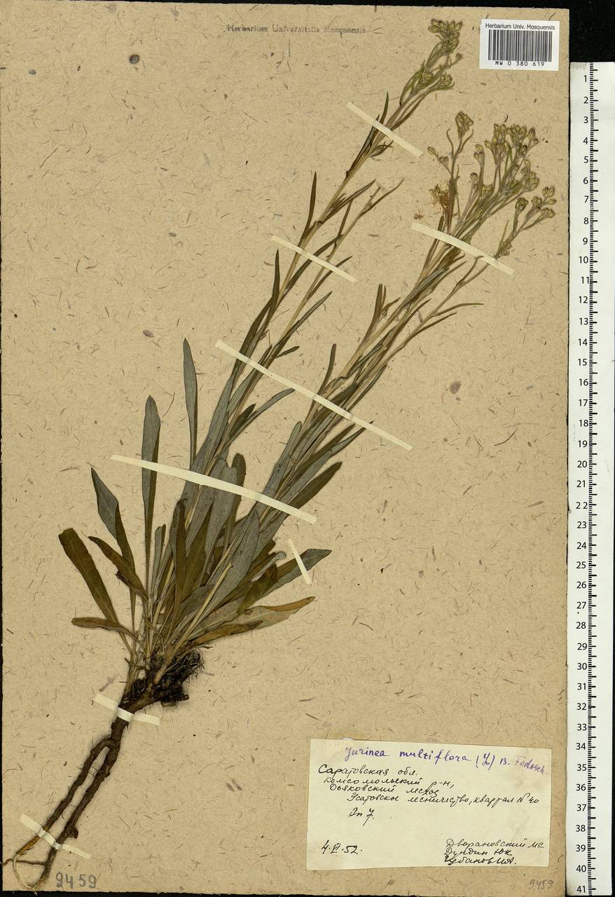 Jurinea multiflora (L.) B. Fedtsch., Eastern Europe, Lower Volga region (E9) (Russia)