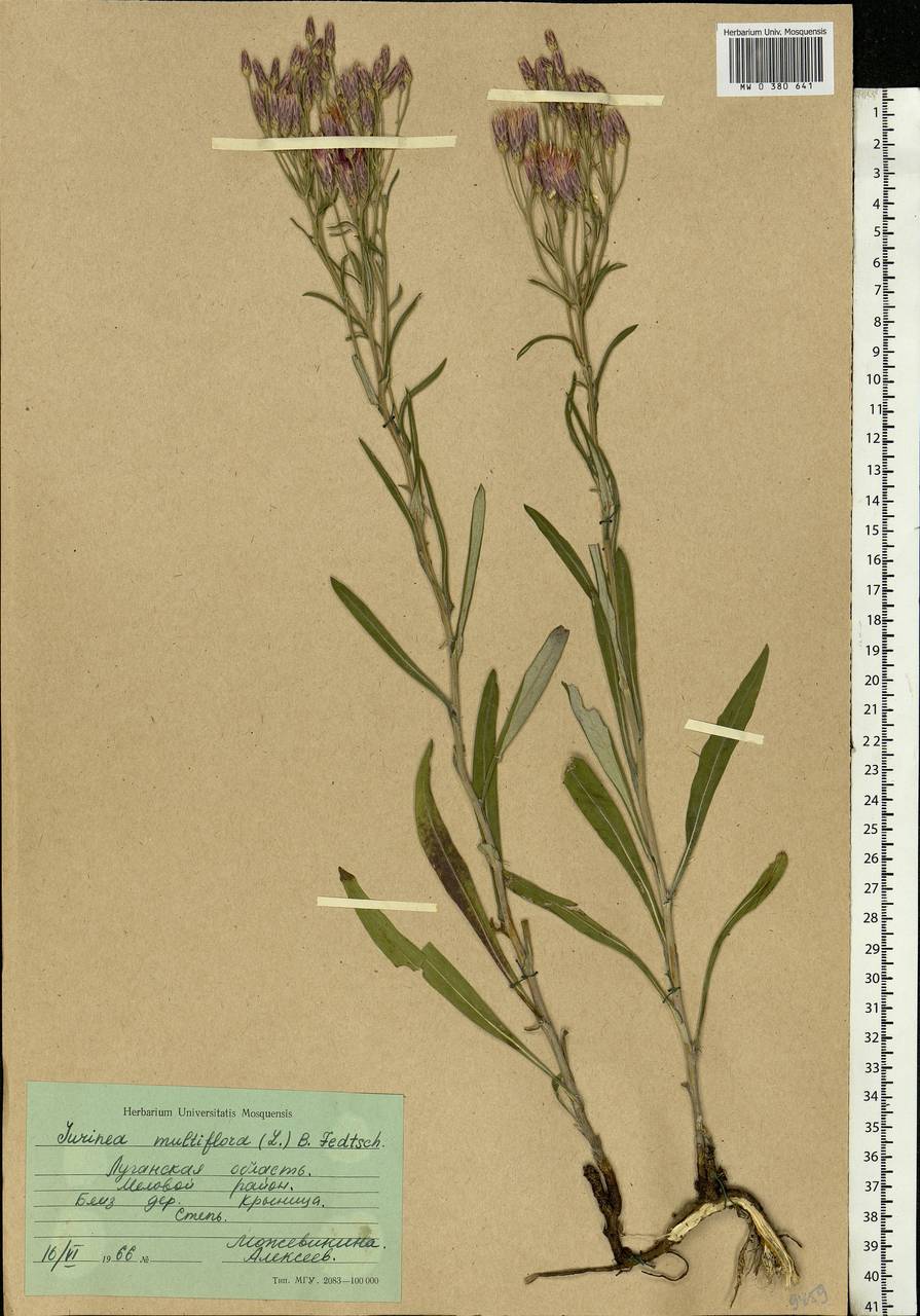 Jurinea multiflora (L.) B. Fedtsch., Eastern Europe, North Ukrainian region (E11) (Ukraine)