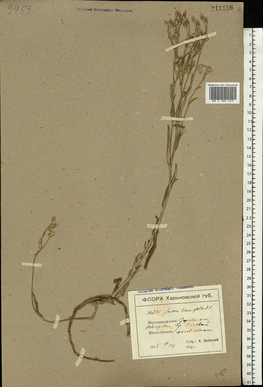 Jurinea multiflora (L.) B. Fedtsch., Eastern Europe, North Ukrainian region (E11) (Ukraine)