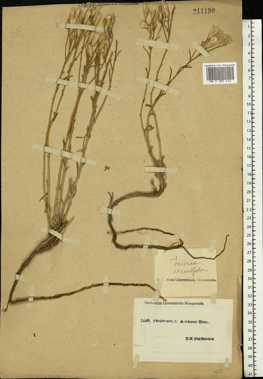 Jurinea multiflora (L.) B. Fedtsch., Eastern Europe, South Ukrainian region (E12) (Ukraine)