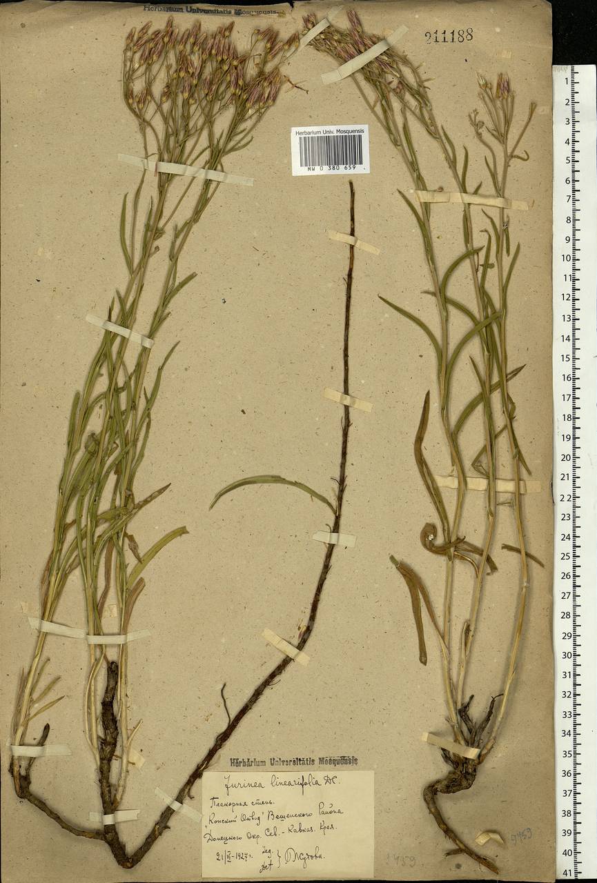 Jurinea multiflora (L.) B. Fedtsch., Eastern Europe, Rostov Oblast (E12a) (Russia)
