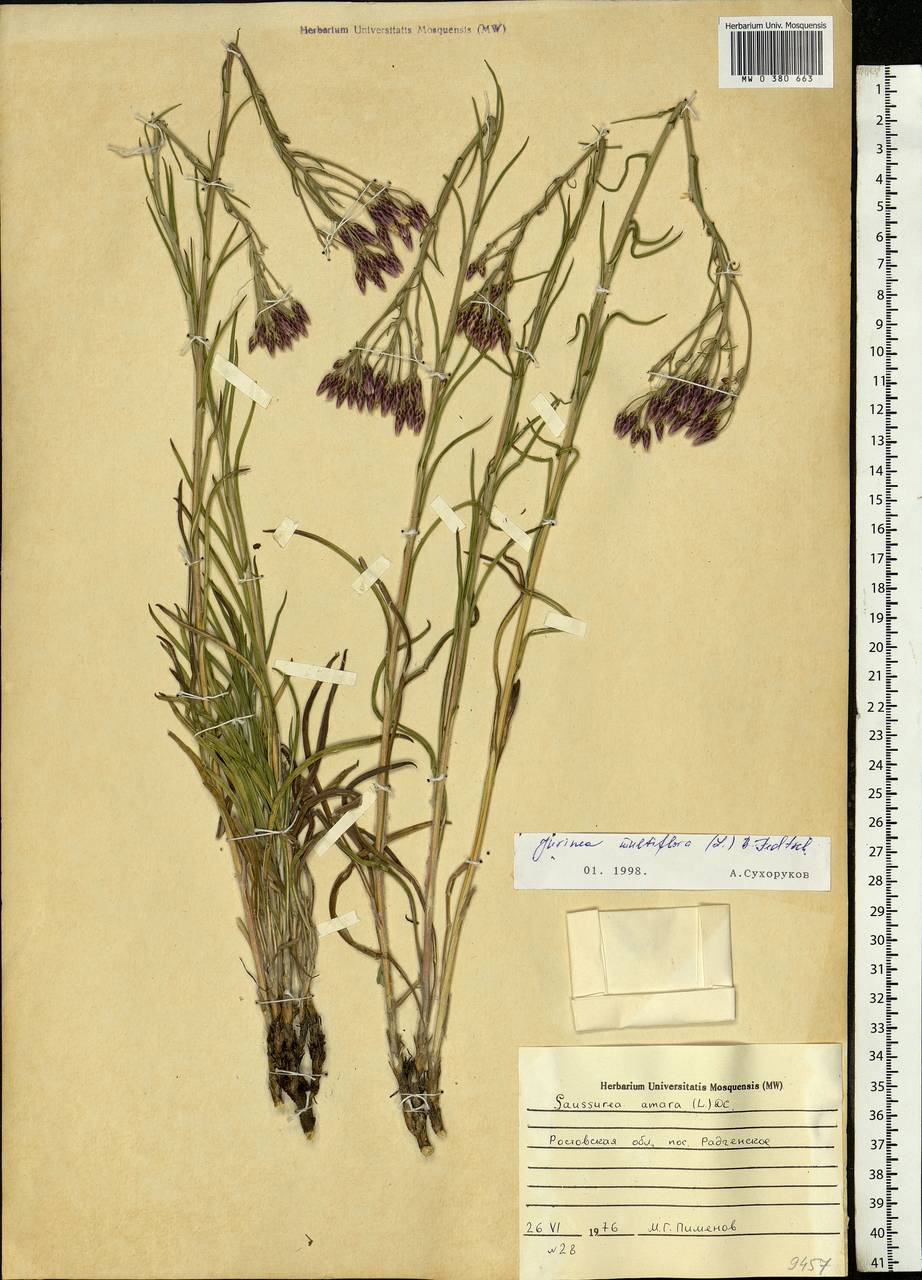 Jurinea multiflora (L.) B. Fedtsch., Eastern Europe, Rostov Oblast (E12a) (Russia)